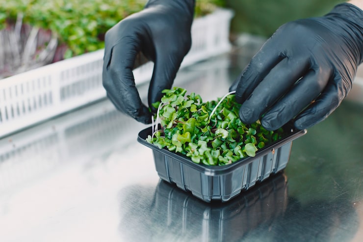 Aquaponics Cycle Explanation - Mini-farms for urban apartments, aquaponics for growing greens