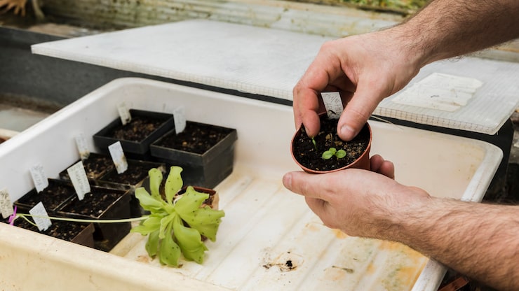 Healthy root system in water tank - Mini-farms for urban apartments, aquaponics for growing greens