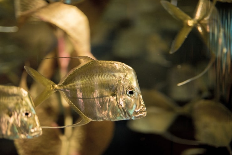 Fish swimming in aquaponics tank - Mini-farms for urban apartments, aquaponics for growing greens