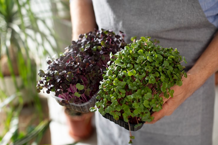 Winter greens growing in aquaponics - Mini-farms for urban apartments, aquaponics for growing greens