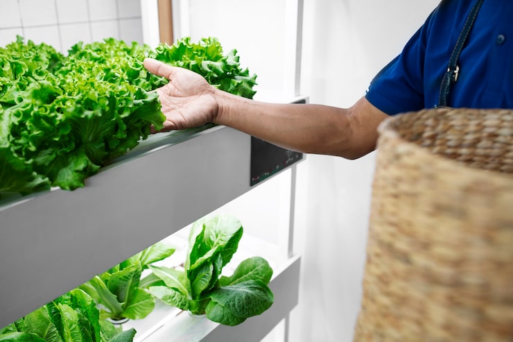 Fresh winter harvest from aquaponics - Mini-farms for urban apartments, aquaponics for growing greens