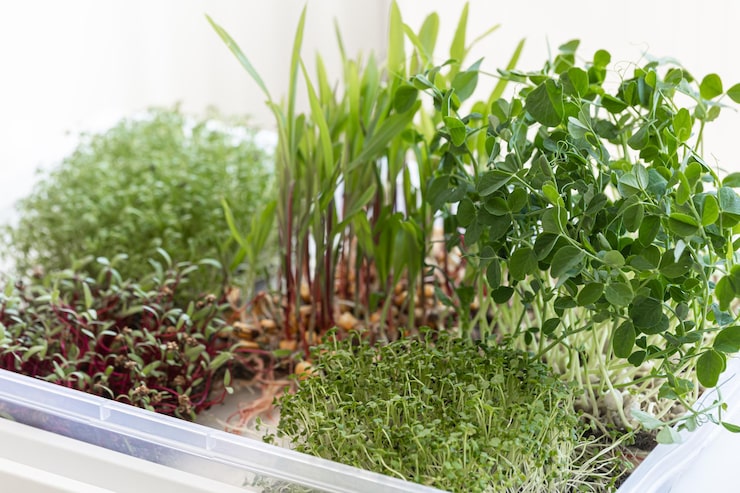 Biophilic design with aquaponics in modern apartment - Mini-farms for urban apartments, aquaponics for growing greens