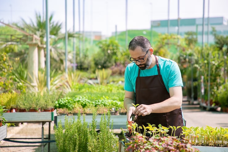 Chef harvesting fresh herbs from indoor aquaponics system - Mini-farms for urban apartments, aquaponics for growing greens