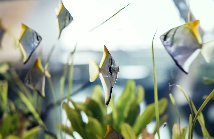 Premium aquaponics supplies delivered - organic fish food and rare seeds