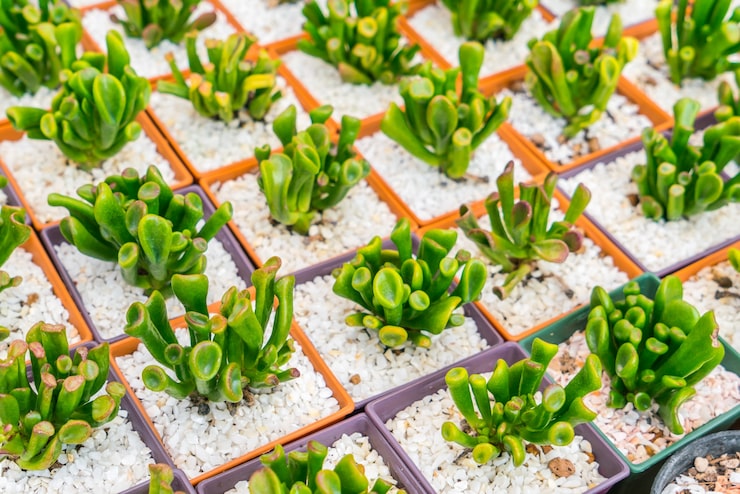 Upgraded aquaponics system with modern LED lighting and efficient technology