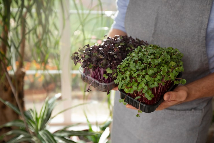 Team lunch with fresh grown food - Mini-farms for urban apartments, aquaponics for growing greens